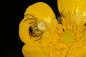 Misumena_vatia_D4927_Z_89_Les Gris_Frankrijk